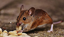 24 Hour & Emergency Exterminators in Malibu Lake, CA